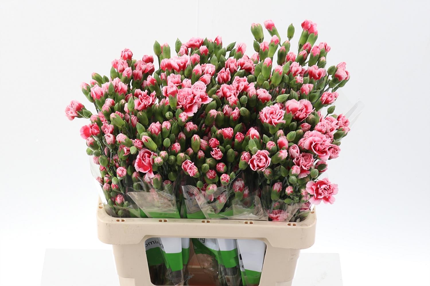 Срезанные цветы оптом Dianthus sp scarlette plus от 100шт из Голландии с доставкой по России