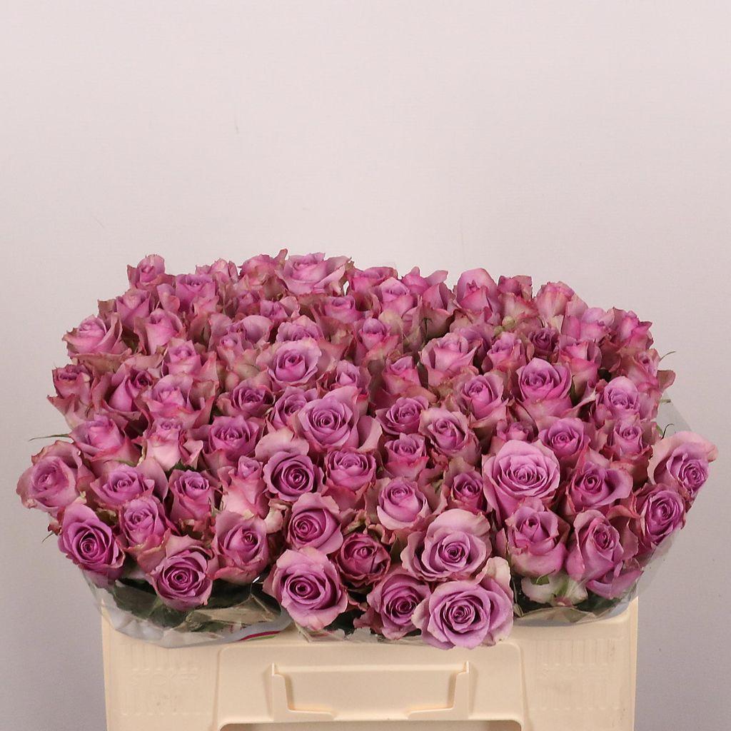 Срезанные цветы оптом Rosa large nightingale от 80шт. из Голландии с доставкой по России