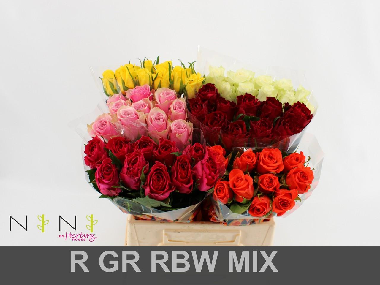 Срезанные цветы оптом Rosa large mix in bucket от 60шт из Голландии с доставкой по России