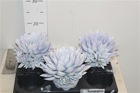 Горшечные цветы и растения оптом Echev Miranda Met Paarse Glitter от 3шт из Голландии с доставкой по России