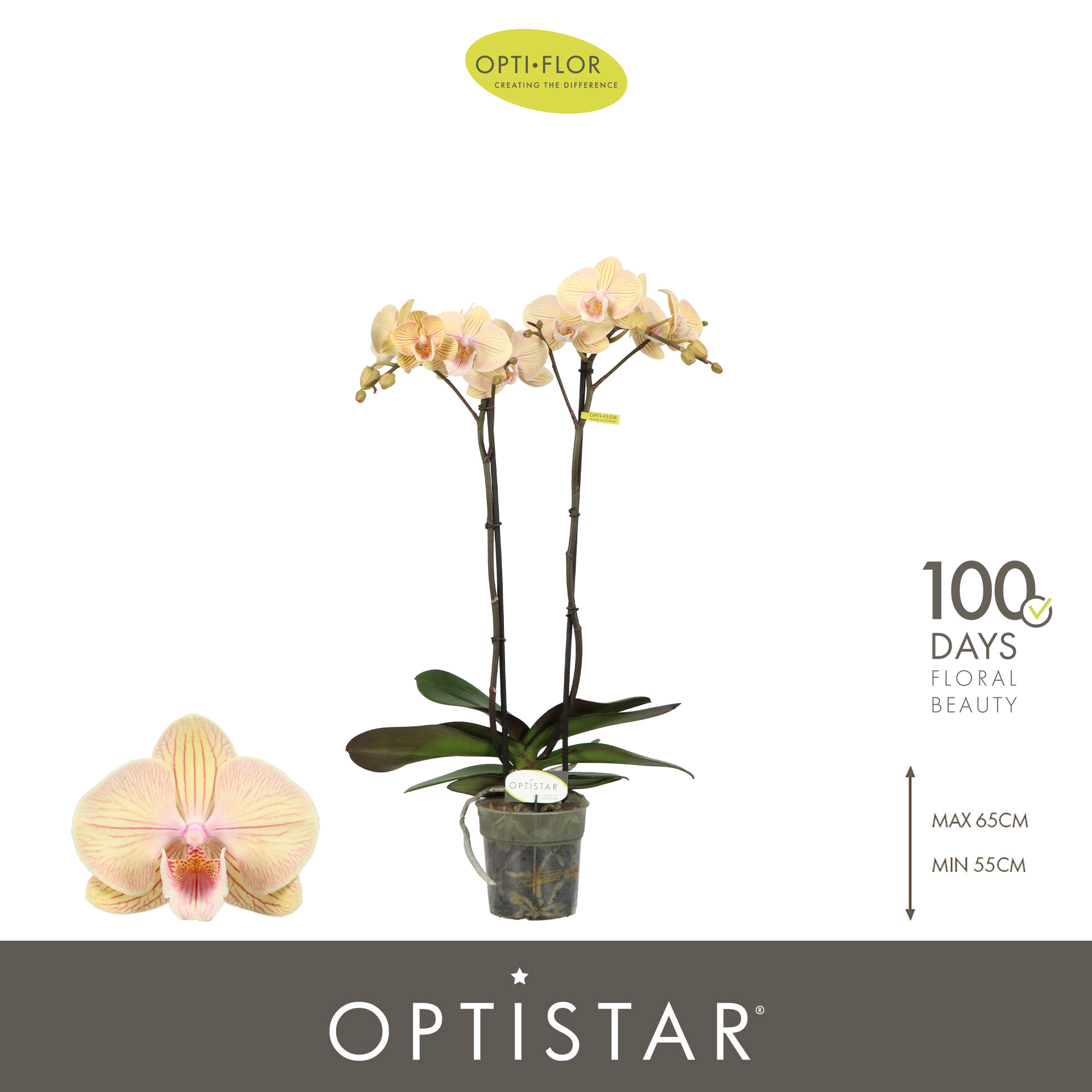 Горшечные цветы и растения оптом Phal 2st Parton 15+ (opti) от 6шт из Голландии с доставкой по России