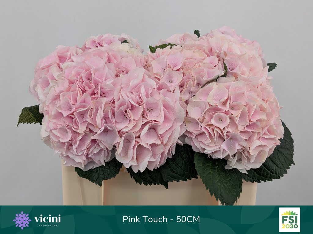 Срезанные цветы оптом Hydrangea my beautiful pink touch от 10шт.. из Голландии с доставкой по России