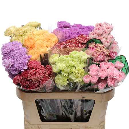 Срезанные цветы оптом Dianthus st mix in bucket от 80шт из Голландии с доставкой по России
