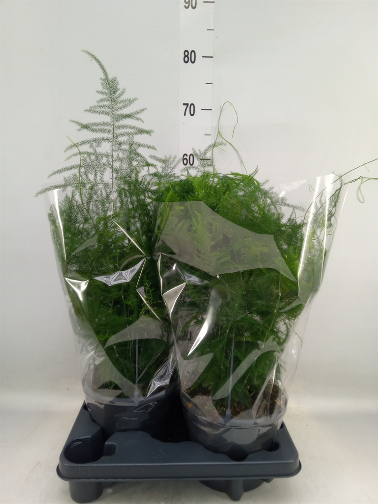 Горшечные цветы и растения оптом Asparagus Setaceus от 2шт из Голландии с доставкой по России