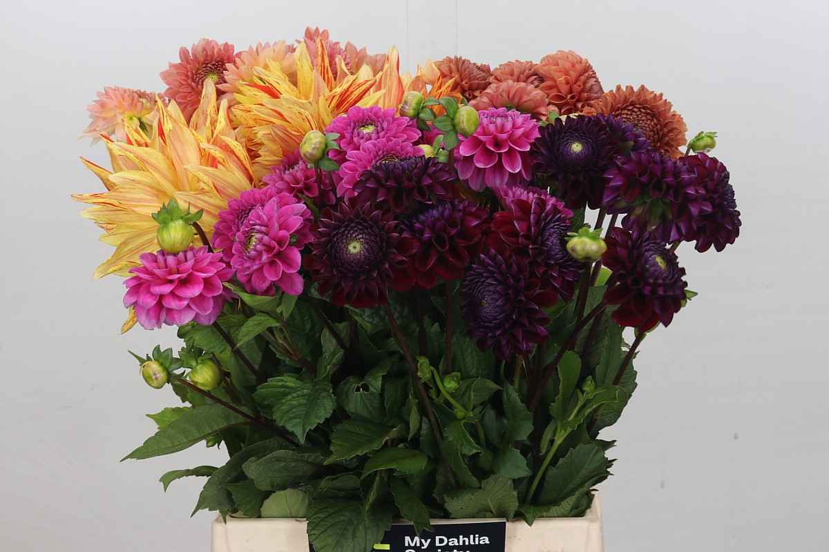 Срезанные цветы оптом Dahlia mix in bucket от 50шт из Голландии с доставкой по России