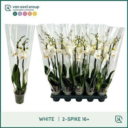 Горшечные цветы и растения оптом ** Phal Ov Wit 2 Branches 16+* Spring Deal * от 10шт из Голландии с доставкой по России