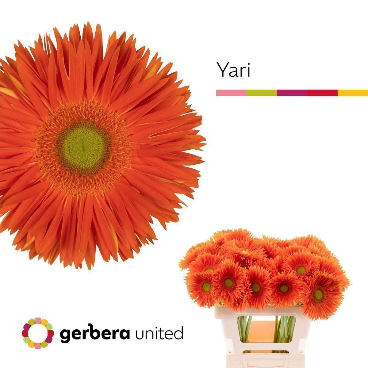 Срезанные цветы оптом Gerbera yari+ от 40шт. из Голландии с доставкой по России