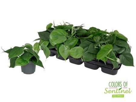 Горшечные цветы и растения оптом Philodendron Scandens от 10шт из Голландии с доставкой по России