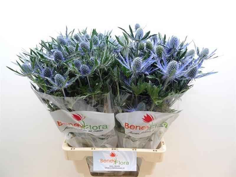 Срезанные цветы оптом Eryngium blue lagoon от 20шт из Голландии с доставкой по России