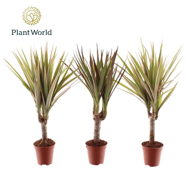 Горшечные цветы и растения оптом Drac Magenta & Bicolor Mix от 20шт (для телеги) из Голландии с доставкой по России