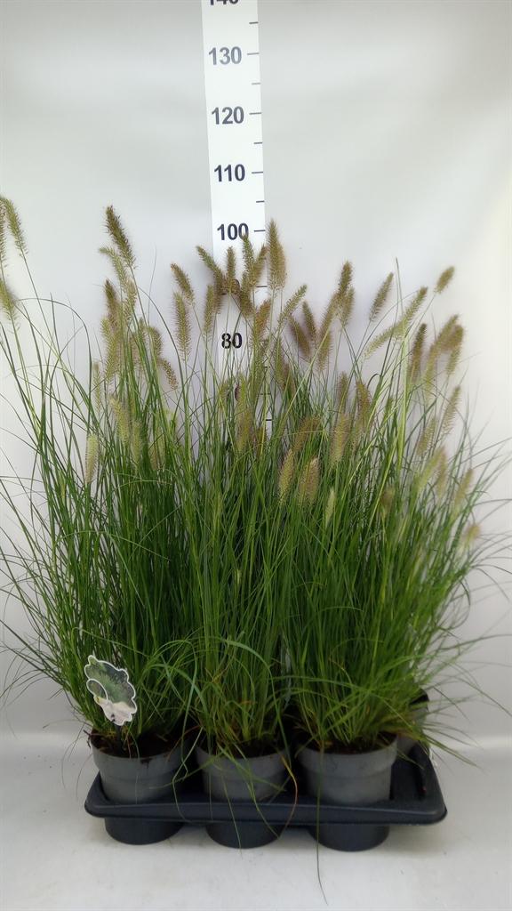 Горшечные цветы и растения оптом Pennisetum Alopec. hameln от 6шт из Голландии с доставкой по России