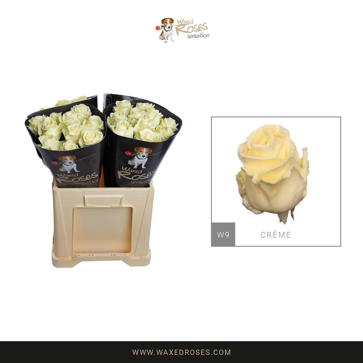 Срезанные цветы оптом Rosa large wax cream от 40шт из Голландии с доставкой по России