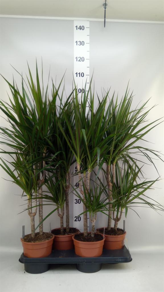 Горшечные цветы и растения оптом Dracaena Marg. от 4шт из Голландии с доставкой по России