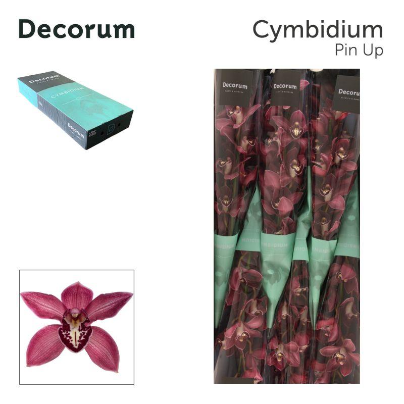 Срезанные цветы оптом Cymbidium pink pin-up от 6шт из Голландии с доставкой по России