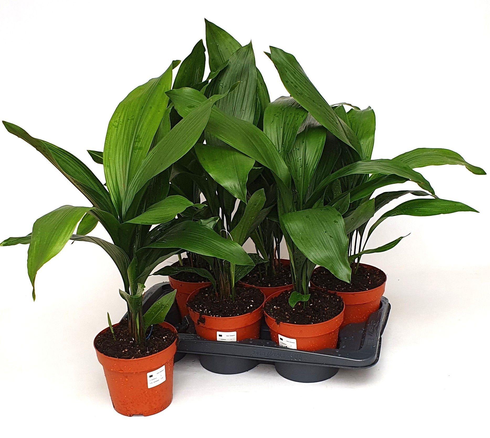 Горшечные цветы и растения оптом Aspidistra Elatior от 6шт из Голландии с доставкой по России