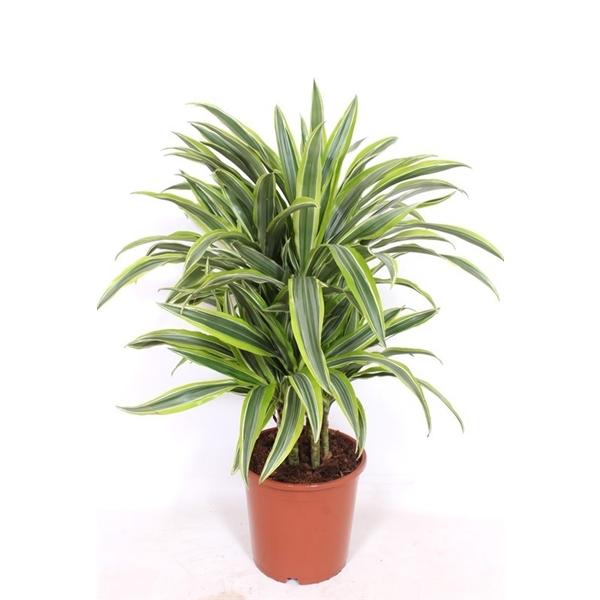 Горшечные цветы и растения оптом Drac Lemon Lime Branched от 1шт из Голландии с доставкой по России