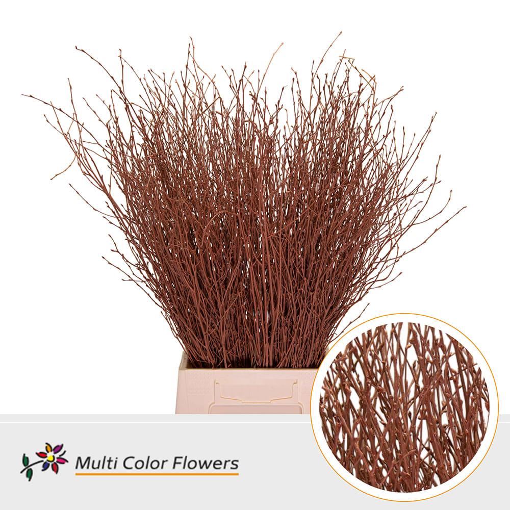 Срезанные цветы оптом Betula paint brown от 100шт из Голландии с доставкой по России