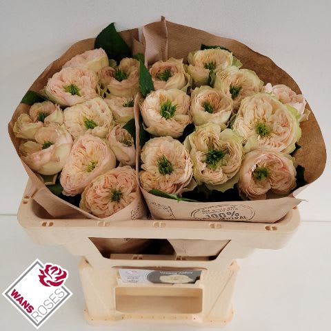 Срезанные цветы оптом Rosa garden whitby abbey от 20шт из Голландии с доставкой по России