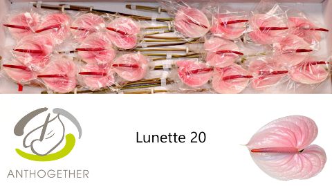 Срезанные цветы оптом Anthurium lunette от 20шт из Голландии с доставкой по России