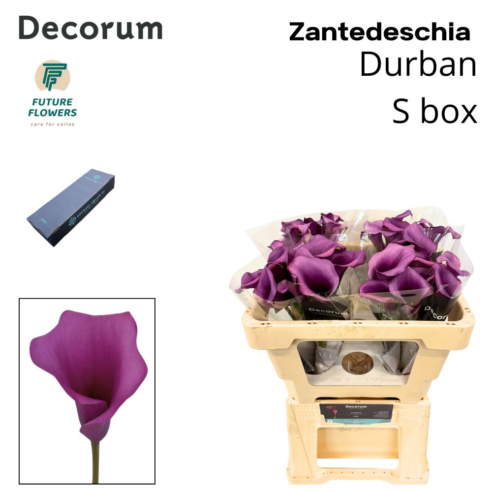 Срезанные цветы оптом Zantedeschia durban от 40шт из Голландии с доставкой по России