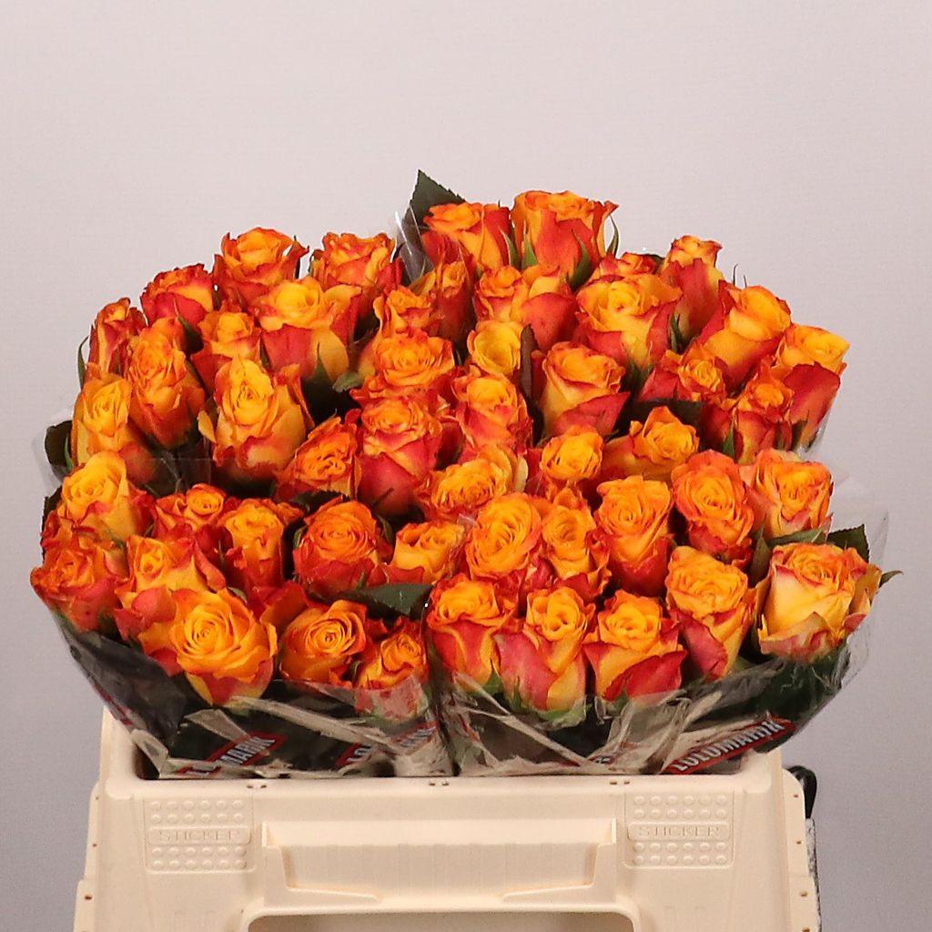 Срезанные цветы оптом Rosa large marie-claire! от 50шт. из Голландии с доставкой по России