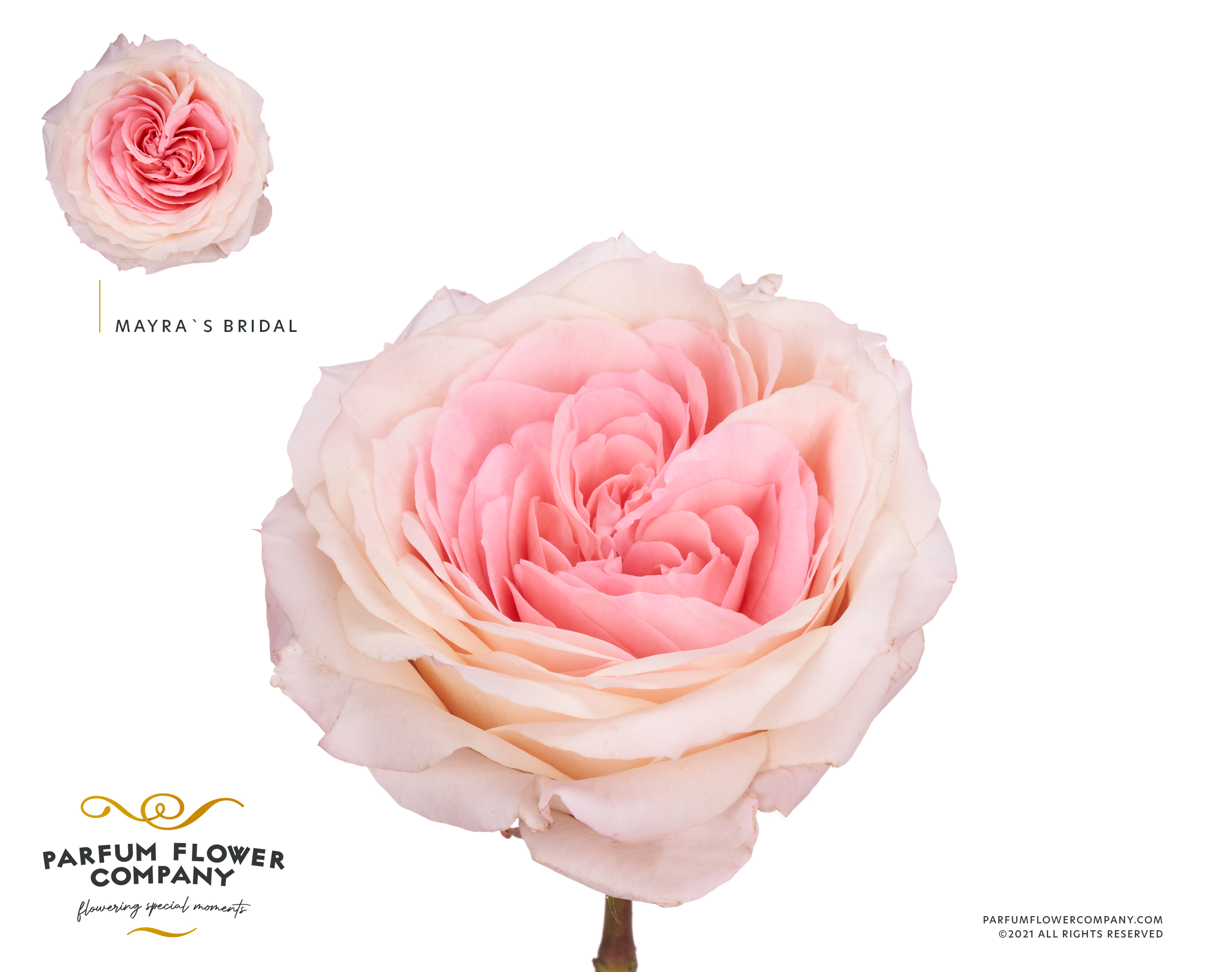 Срезанные цветы оптом Rosa garden mayra bridal pink от 24шт из Голландии с доставкой по России