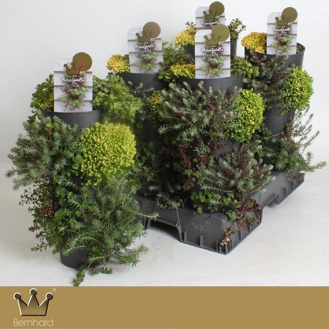 Горшечные цветы и растения оптом Sedum Gem от 4шт из Голландии с доставкой по России