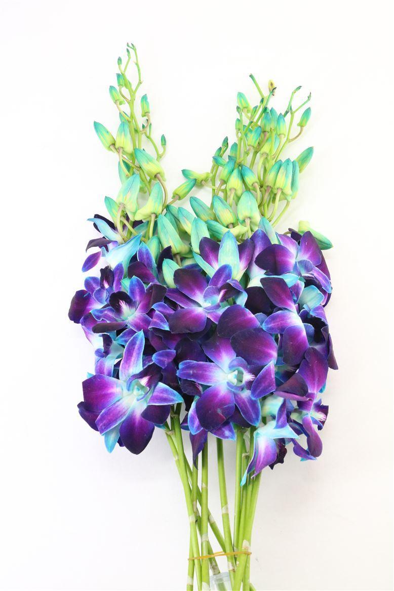 Срезанные цветы оптом Dendrobium paint blue от 50шт. из Голландии с доставкой по России