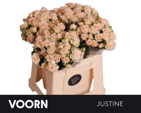 Срезанные цветы оптом Rosa spray justine от 50шт из Голландии с доставкой по России