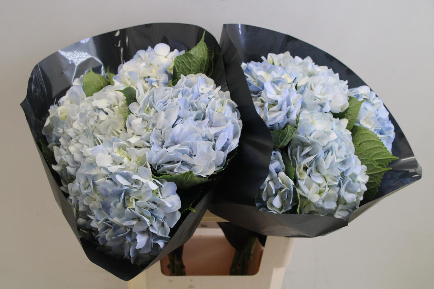 Срезанные цветы оптом Hydrangea blue light от 10шт. из Голландии с доставкой по России