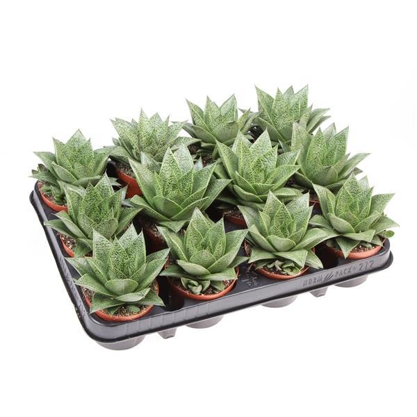 Горшечные цветы и растения оптом Gasteria Tiga от 12шт (для телеги) из Голландии с доставкой по России