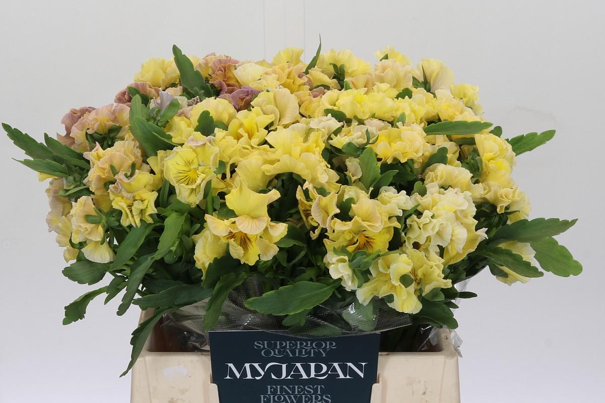 Срезанные цветы оптом Divers: juiste code kiezen от 50шт из Голландии с доставкой по России