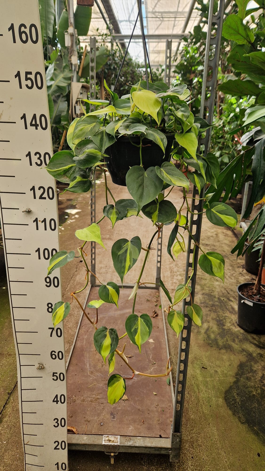 Горшечные цветы и растения оптом Philodendron Brazil Hangpot от 2шт из Голландии с доставкой по России
