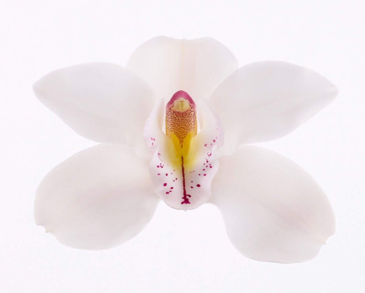 Срезанные цветы оптом Cymbidium unique wedding от 6шт из Голландии с доставкой по России