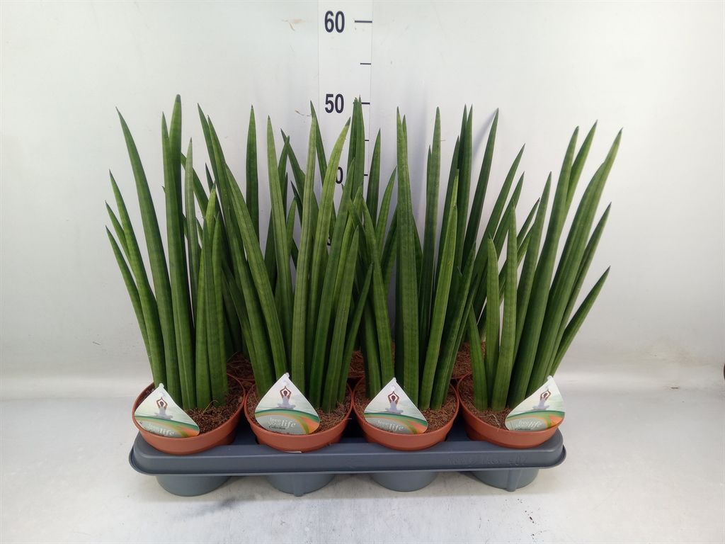 Горшечные цветы и растения оптом Sansevieria Cyl.  ... от 7шт из Голландии с доставкой по России