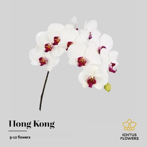 Срезанные цветы оптом Phalaenopsis red lips (per stem) от 4шт. из Голландии с доставкой по России