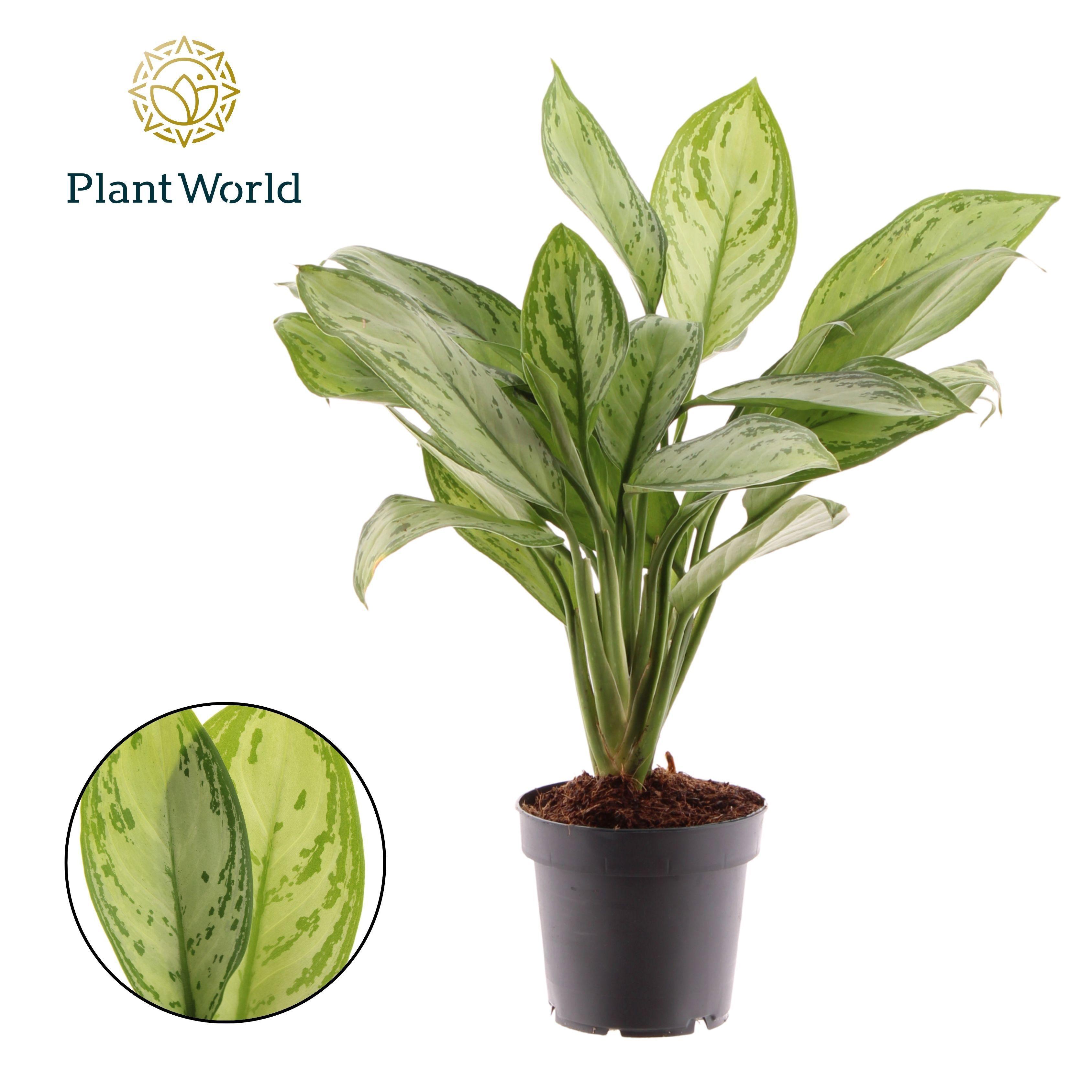 Горшечные цветы и растения оптом Aglaonema Maria Christina от 10шт из Голландии с доставкой по России