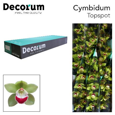 Срезанные цветы оптом Cymbidium green top spot от 6шт из Голландии с доставкой по России