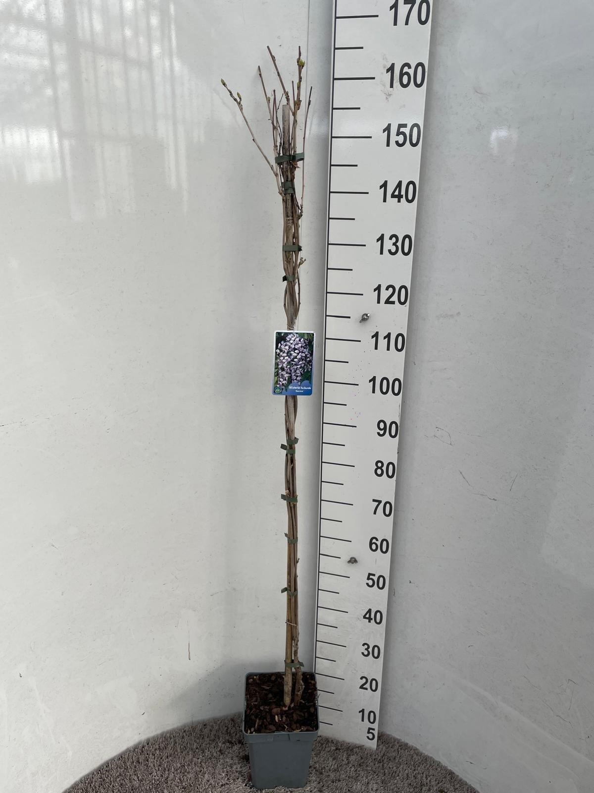 Горшечные цветы и растения оптом Wist Fl Domino от 1шт из Голландии с доставкой по России