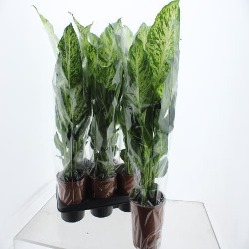 Горшечные цветы и растения оптом Dieffenbachia Mars от 6шт из Голландии с доставкой по России