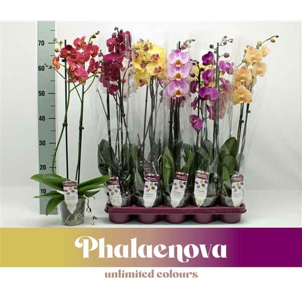 Горшечные цветы и растения оптом Phal 2st Mix 16+ (phalaenova) от 10шт из Голландии с доставкой по России