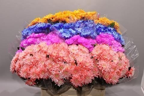 Срезанные цветы оптом Chrys sp paint euro mix от 60шт. из Голландии с доставкой по России
