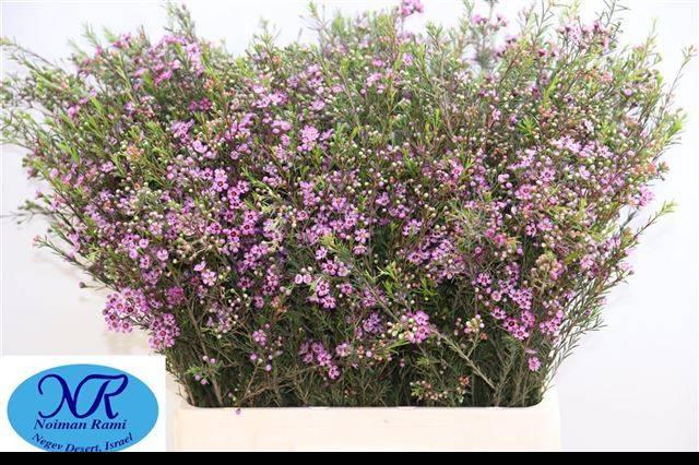 Срезанные цветы оптом Chamelaucium purple pride от 100шт из Голландии с доставкой по России