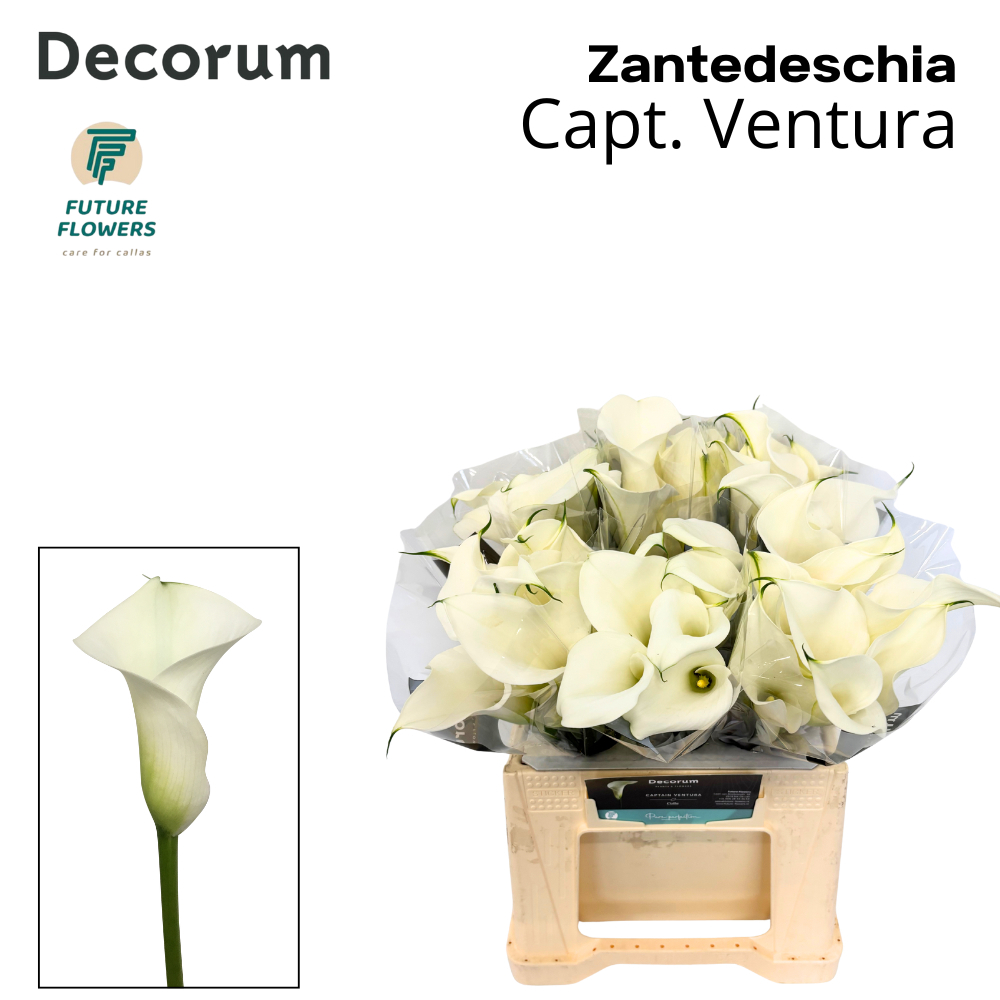 Срезанные цветы оптом Zantedeschia captain ventura от 60шт из Голландии с доставкой по России