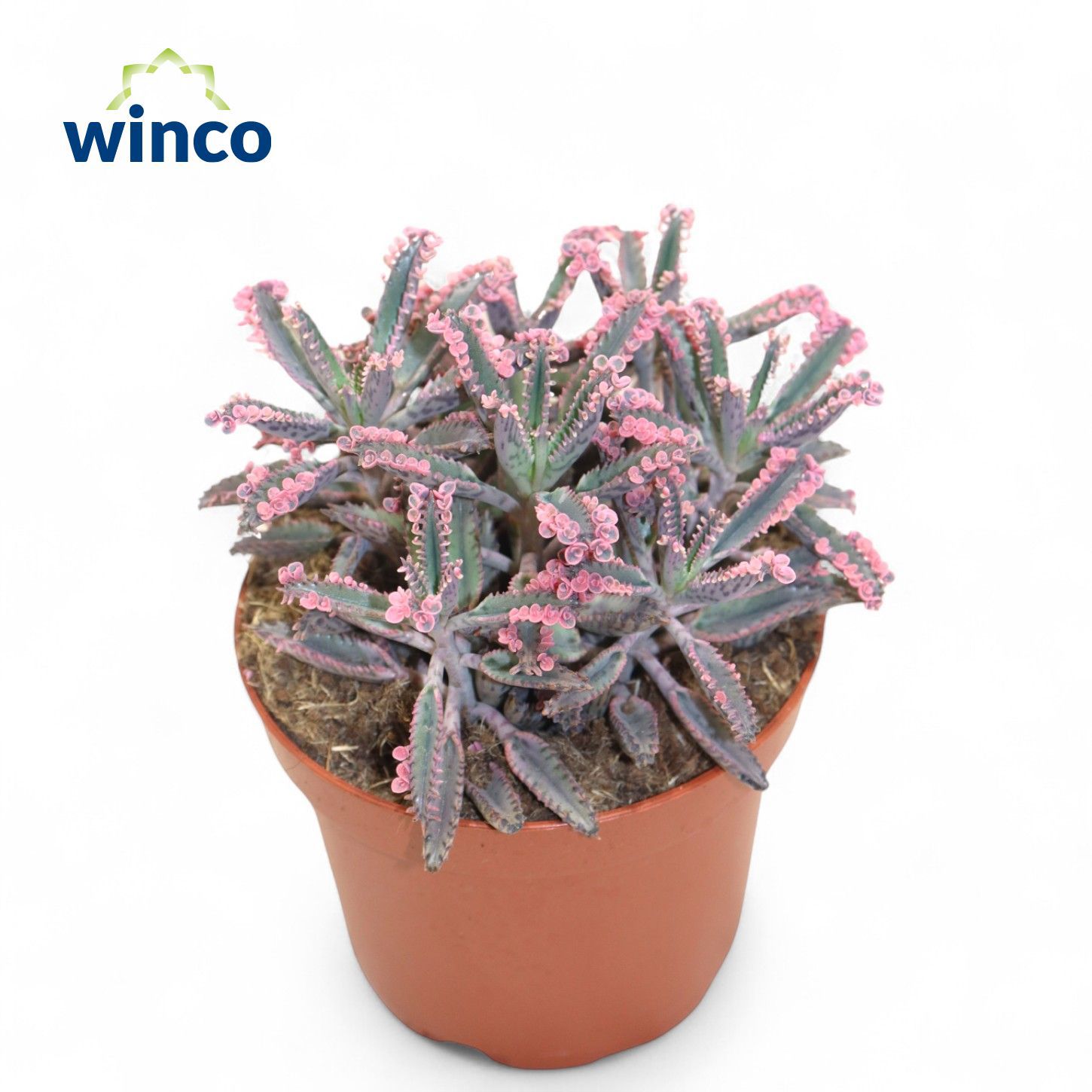 Горшечные цветы и растения оптом Kalanchoe Pink Butterfly от 9шт из Голландии с доставкой по России