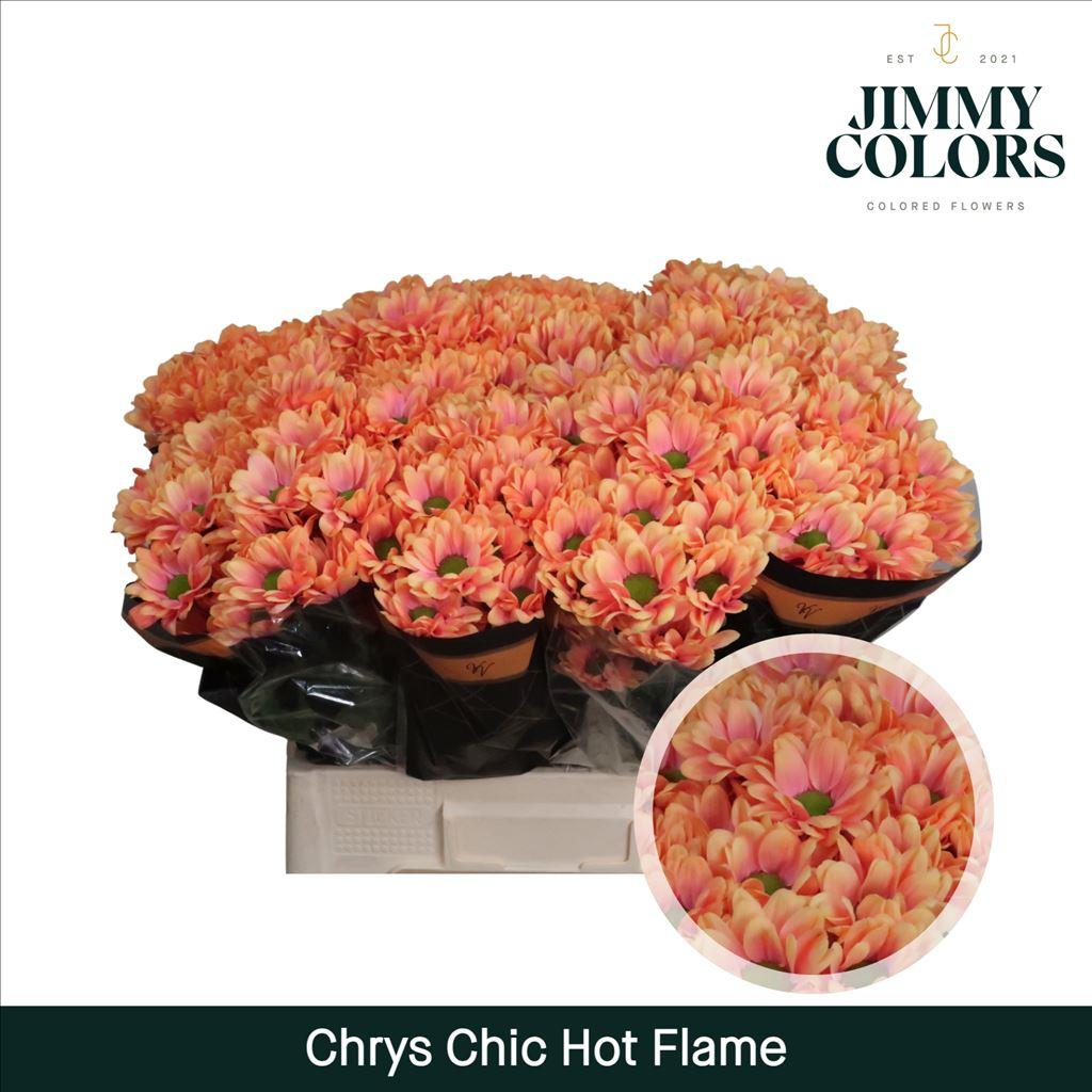Срезанные цветы оптом Chrys sp paint chic hot flame от 40шт из Голландии с доставкой по России