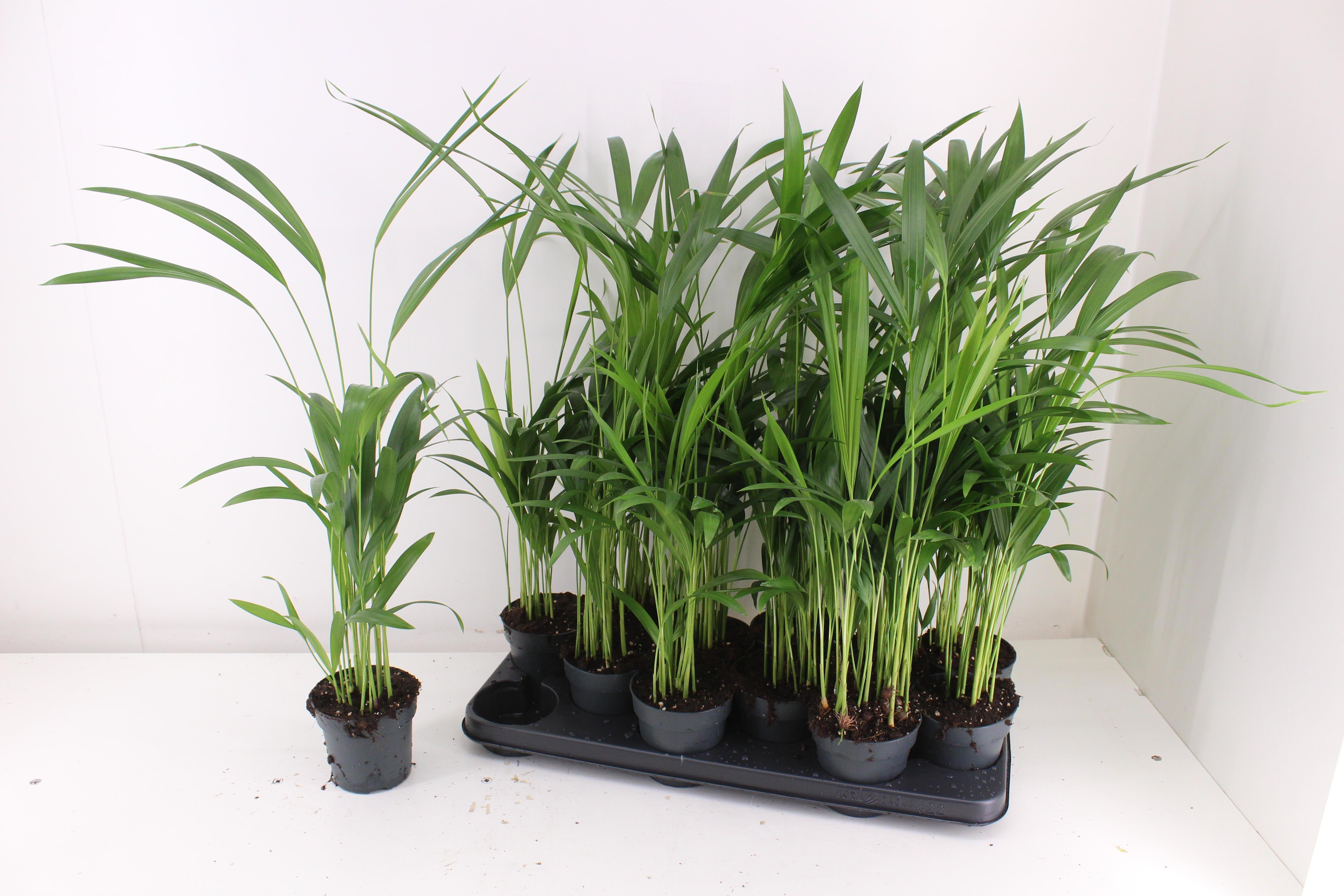 Горшечные цветы и растения оптом Dypsis Lutescens от 12шт из Голландии с доставкой по России