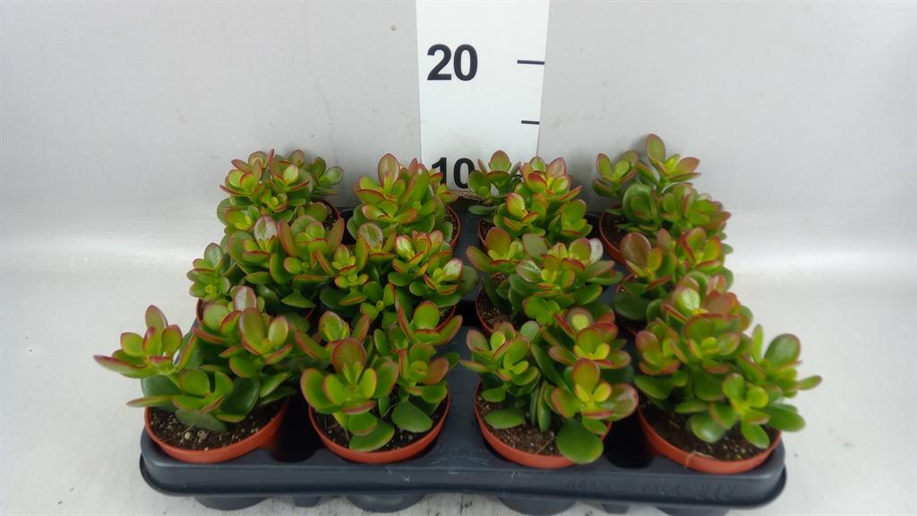 Горшечные цветы и растения оптом Crassula Ovata minor от 12шт (для телеги) из Голландии с доставкой по России