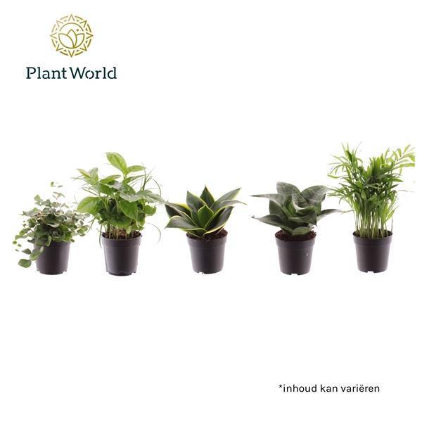 Горшечные цветы и растения оптом Plant Mix Keen On Green Mix (decorum) от 16шт (для телеги) из Голландии с доставкой по России