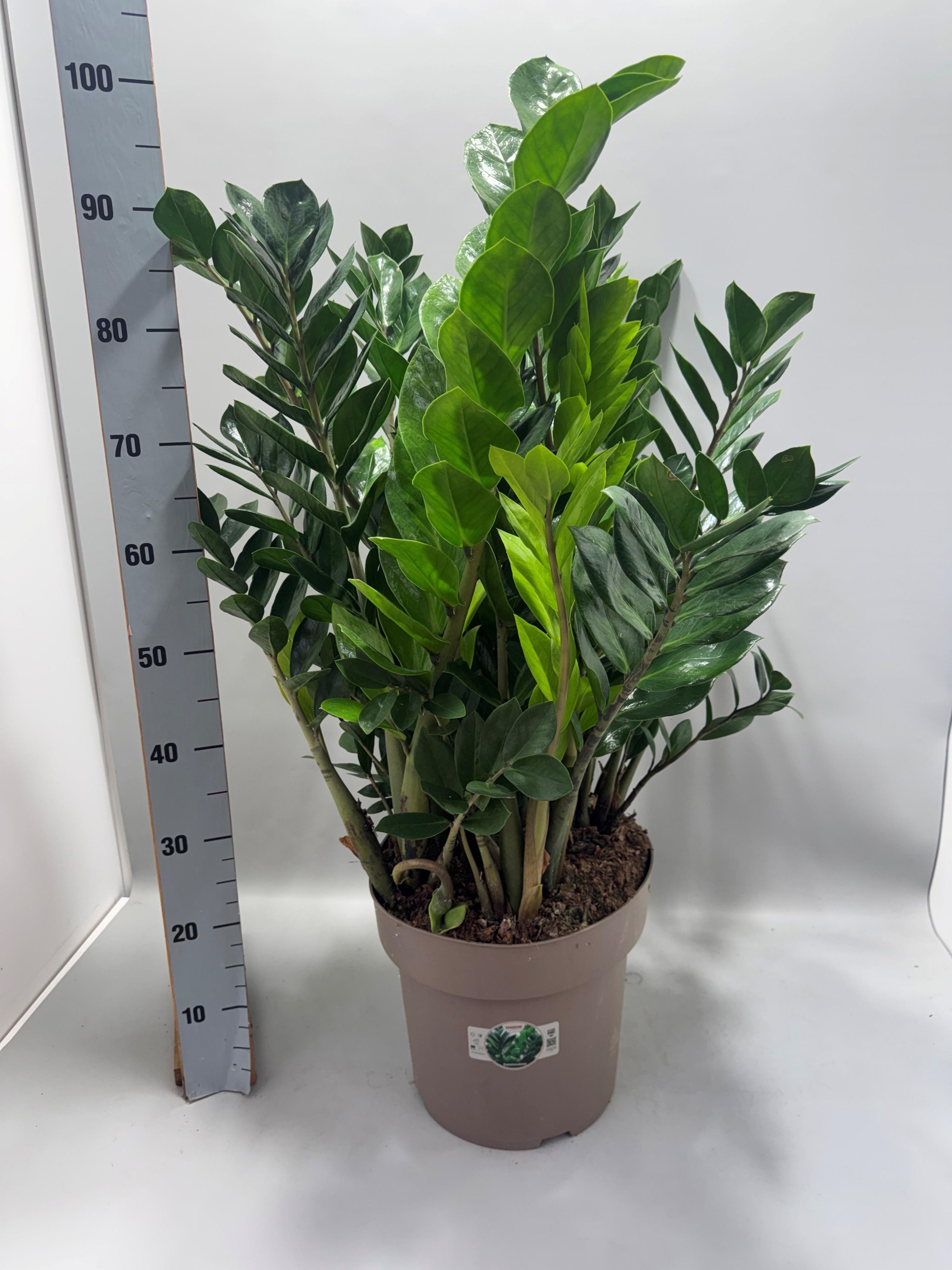 Горшечные цветы и растения оптом Zamio Zamiifolia от 1шт из Голландии с доставкой по России